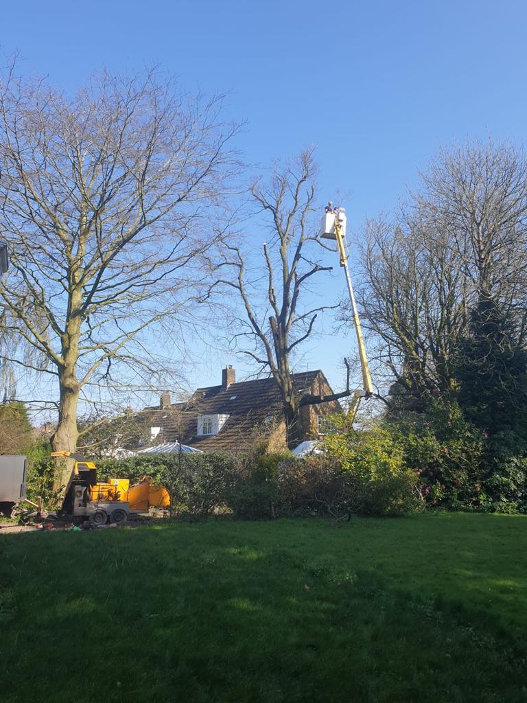 Tree Surgery in Chester