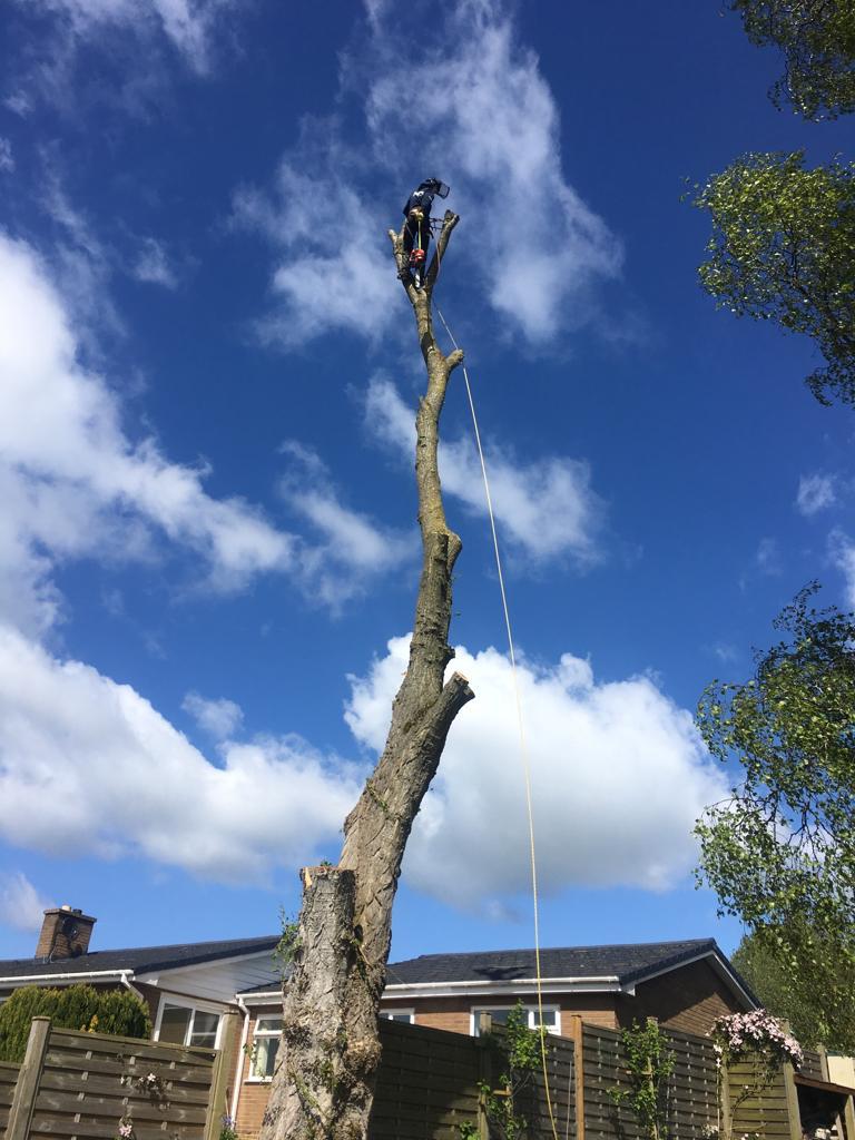 Tree Surgery in Conwy