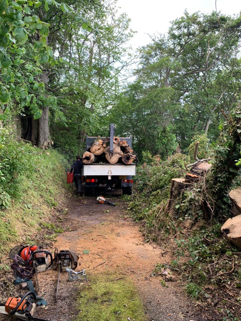 Tree Surgery in Conwy