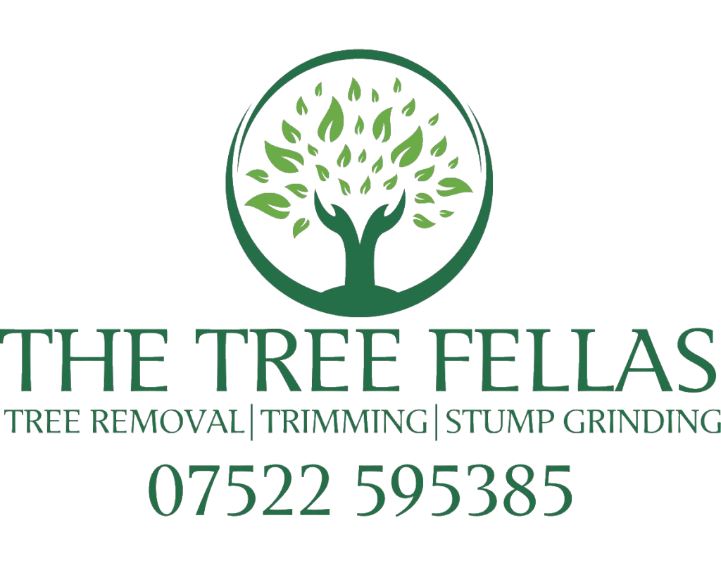 Tree Surgeon North Wales