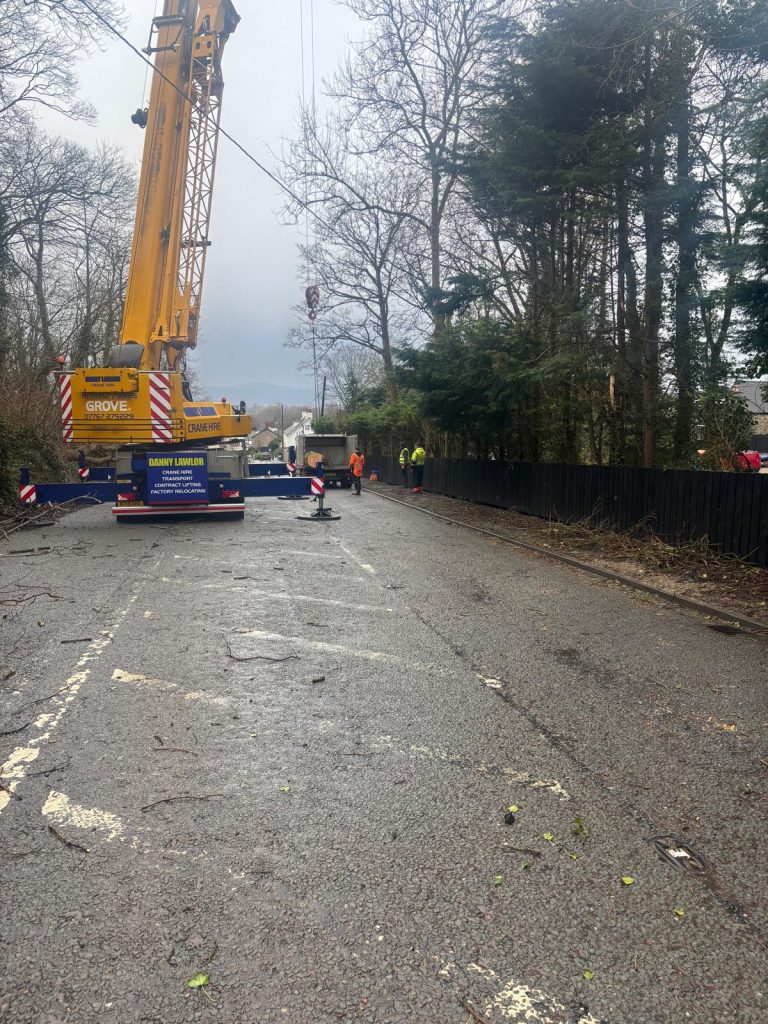 Tree Removal