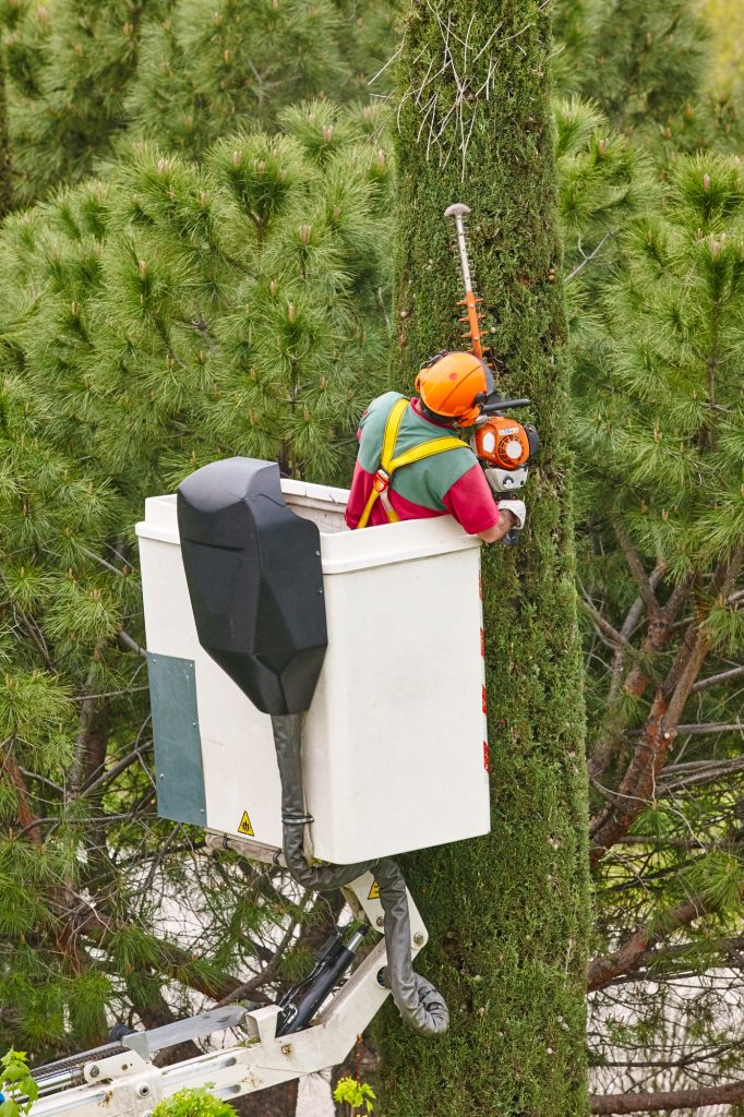 Tree Surgery Techniques