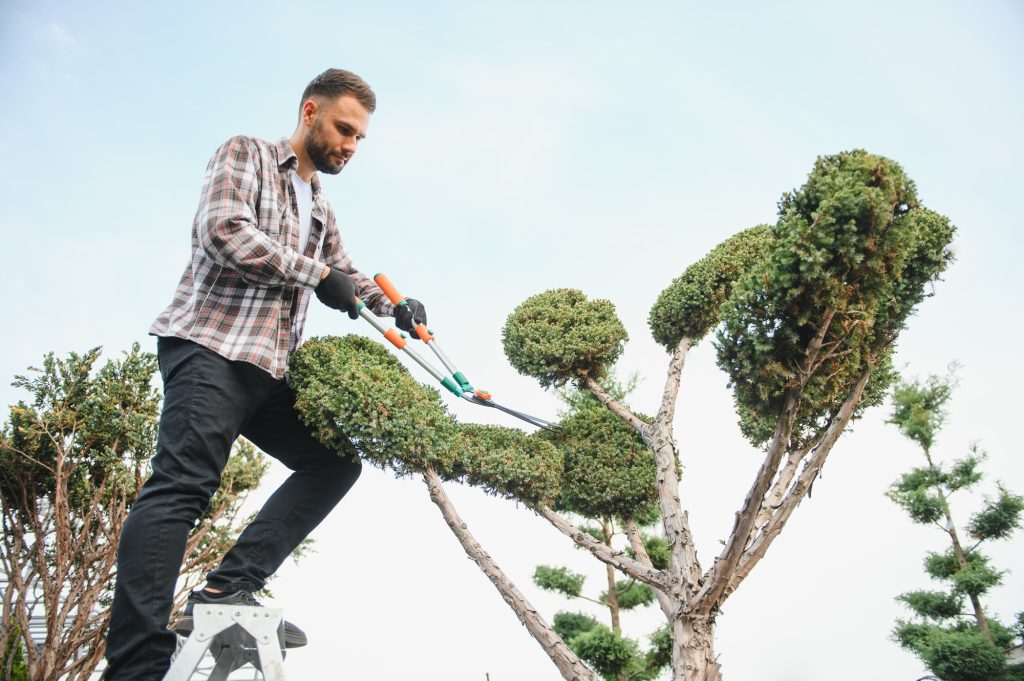 Tree Surgery