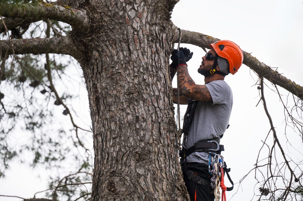 The Ultimate Guide to Tree Surgery: Benefits, Techniques, and Costs in North Wales