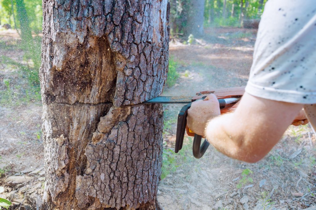 Forest worker saws down an old, damaged large tree with a chainsaw during sanitary pruning