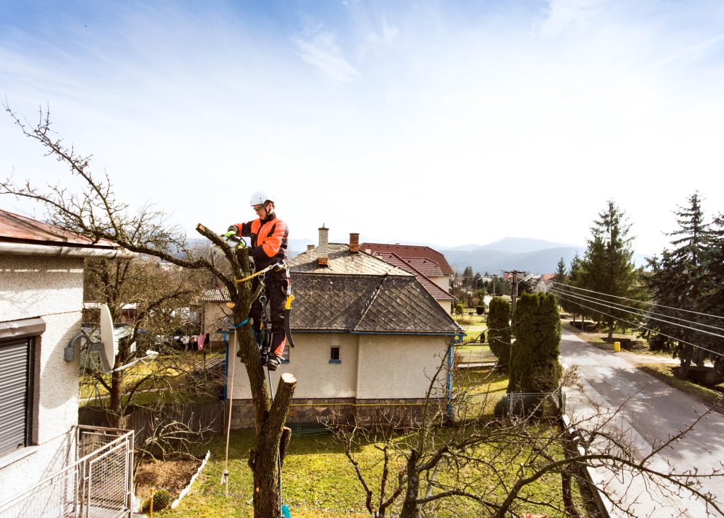 tree pruning North West UK