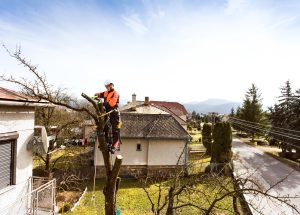 tree pruning North West UK