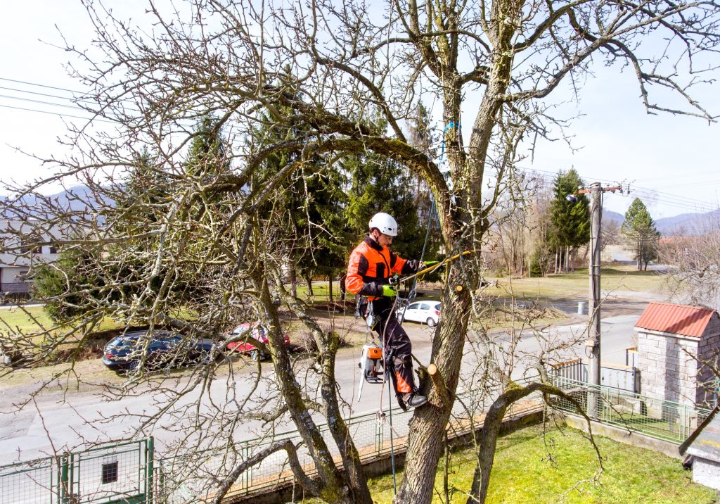 tree pruning North West UK