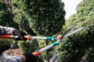 the gardener trims the trees